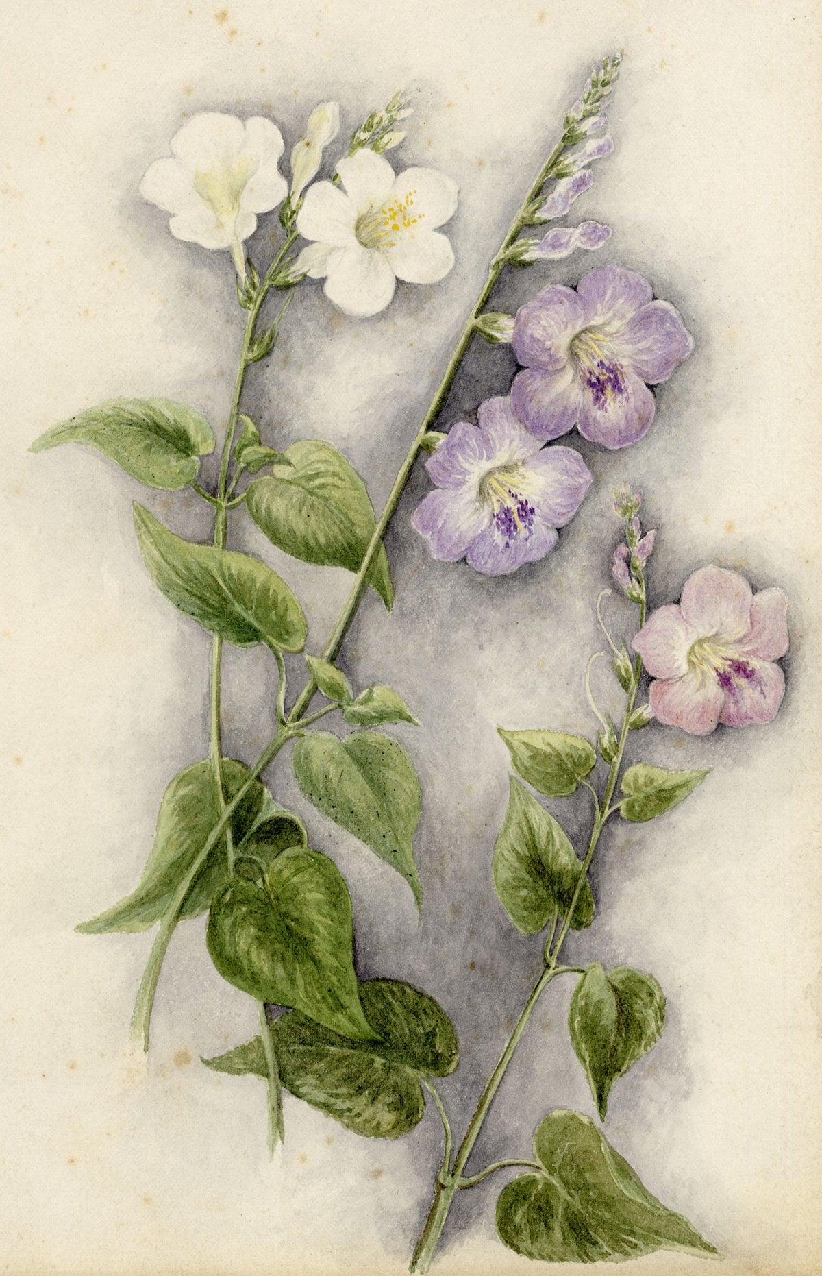 Anon., Chinese Violet (Asystasia gangetica) Flower, Hong Kong – 1890 watercolour painting