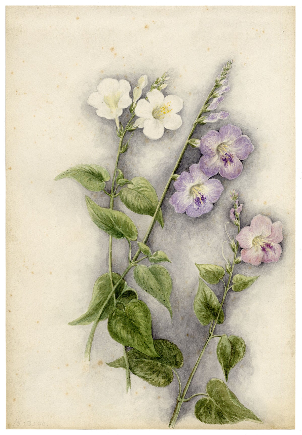 Anon., Chinese Violet (Asystasia gangetica) Flower, Hong Kong – 1890 watercolour painting