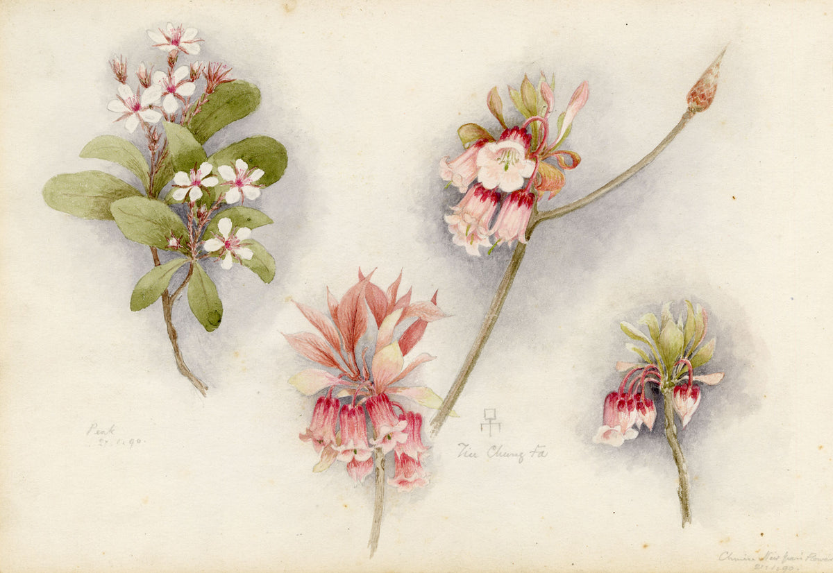 Anon., Chinese New Year Flower (Enkianthus quinqueflorus), Peak, Hong Kong – 1890 watercolour painting