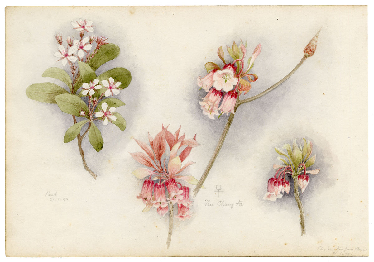 Anon., Chinese New Year Flower (Enkianthus quinqueflorus), Peak, Hong Kong – 1890 watercolour painting