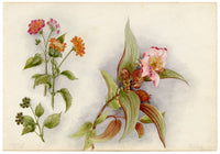 Anon., Chinese New Year Flower (Enkianthus quinqueflorus), Peak, Hong Kong – 1890 watercolour painting