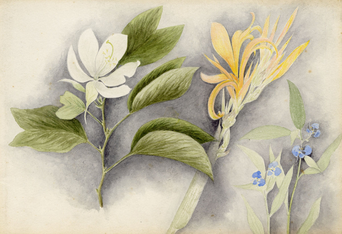Anon., Magnolia, Water Canna Lily & Asiatic Dayflower (Commelina communis), Hong Kong – c.1889 watercolour painting