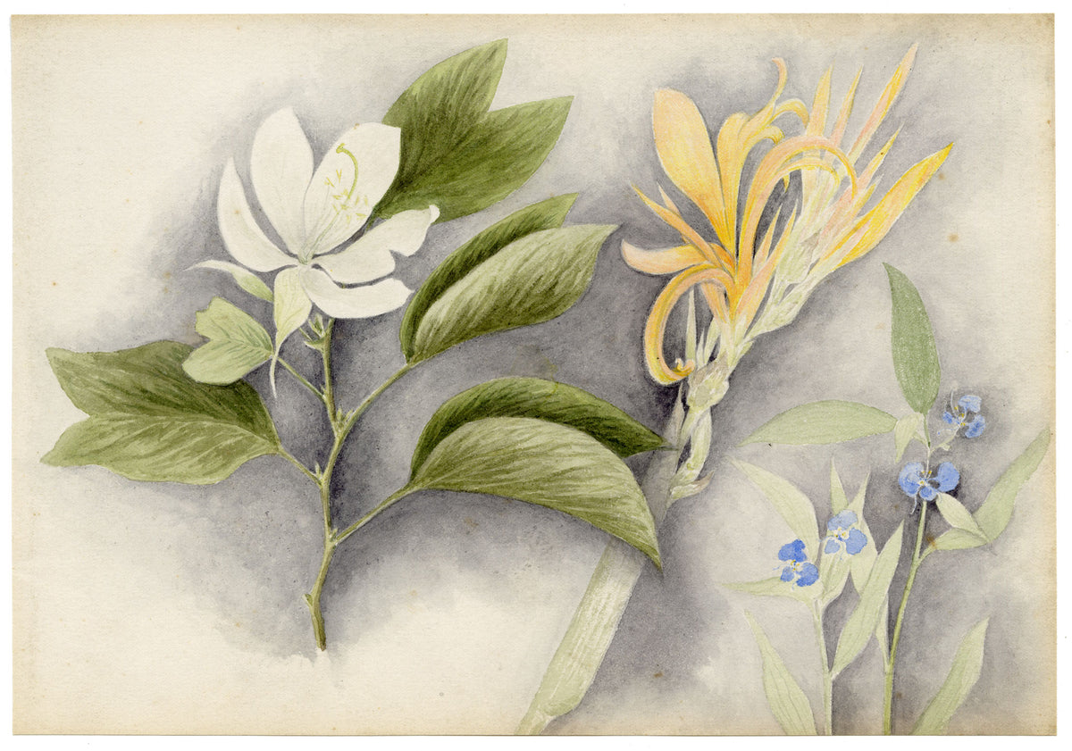 Anon., Magnolia, Water Canna Lily & Asiatic Dayflower (Commelina communis), Hong Kong – c.1889 watercolour painting