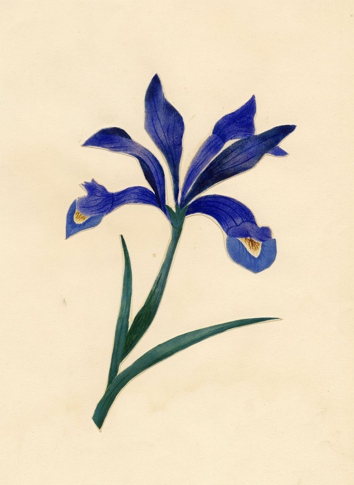 Anon., Indigo Iris Flower – Mid-19th-century watercolour painting
