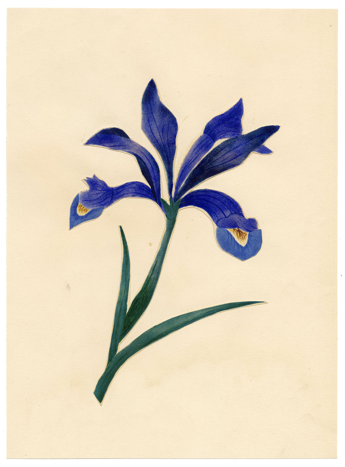Anon., Indigo Iris Flower – Mid-19th-century watercolour painting