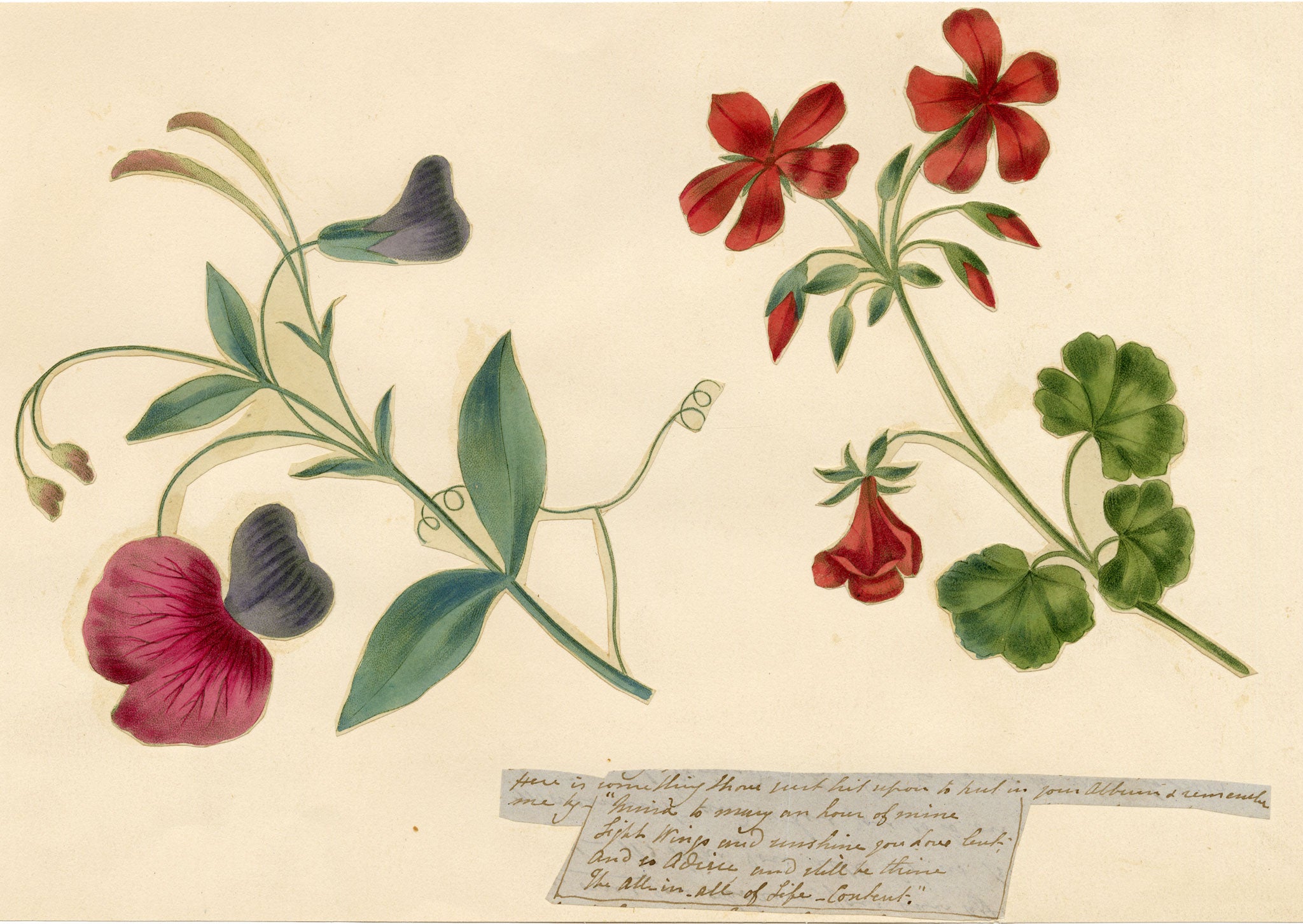 Anon., Sweet Pea & Geranium Flower with Poem – Mid-19th-century engraving print