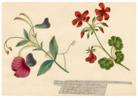 Anon., Sweet Pea & Geranium Flower with Poem – Mid-19th-century engraving print