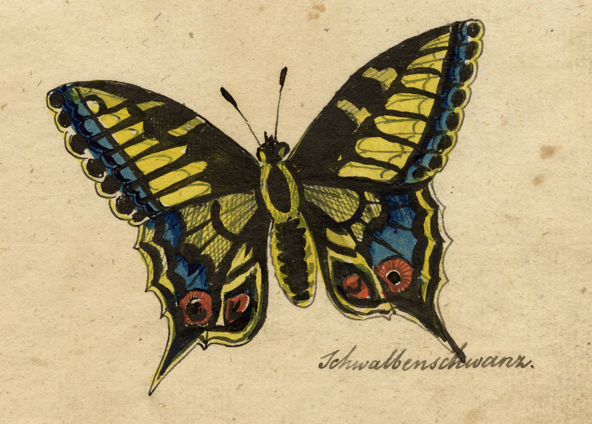 Leopold Billek, Swallowtail Butterfly Study 'Schwalbenschwanz' – c.1820 gouache painting