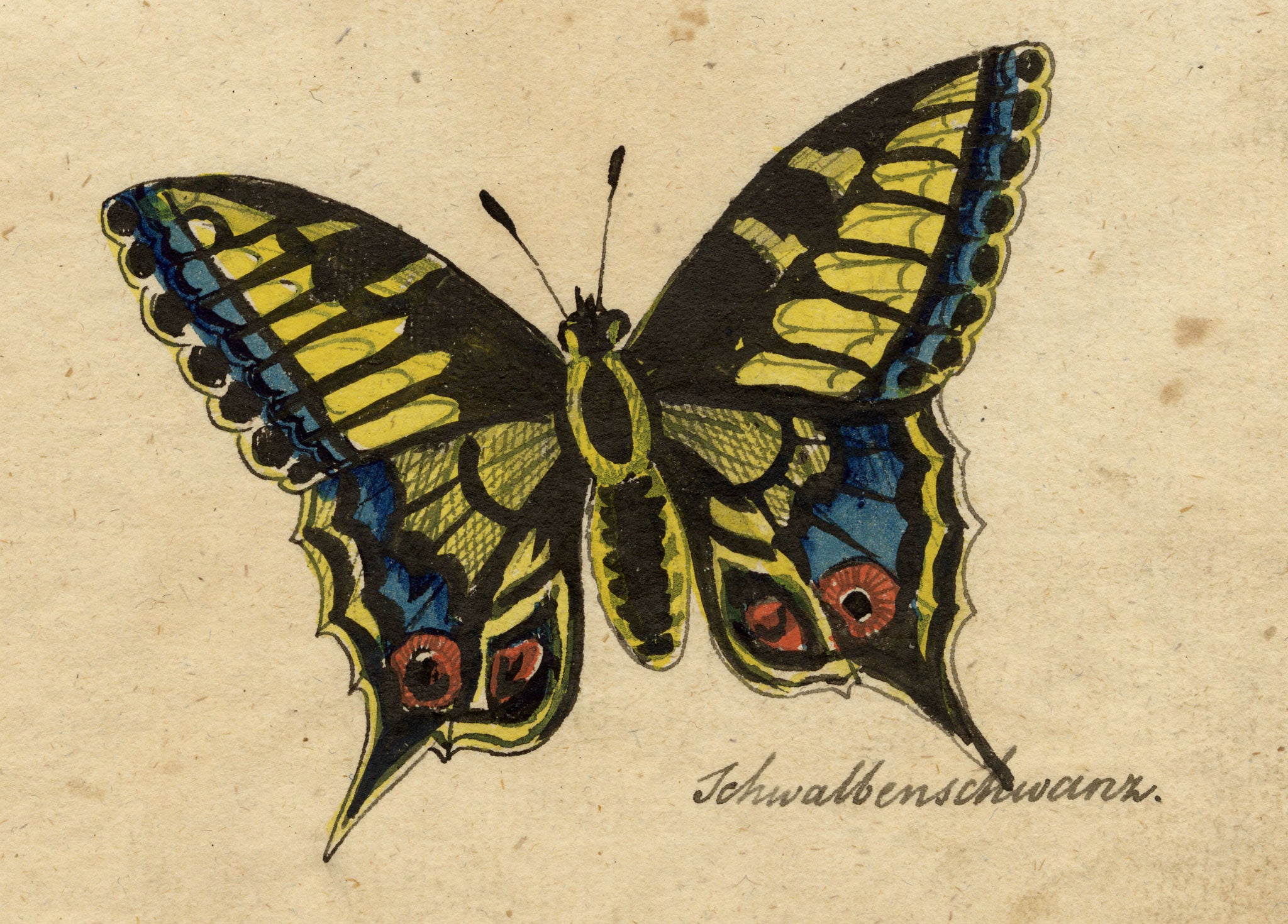 Leopold Billek, Swallowtail Butterfly Study 'Schwalbenschwanz' – c.1820 gouache painting
