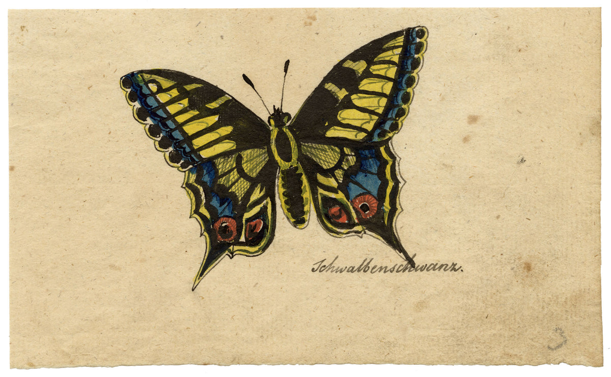 Leopold Billek, Swallowtail Butterfly Study 'Schwalbenschwanz' – c.1820 gouache painting