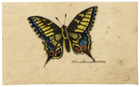 Leopold Billek, Swallowtail Butterfly Study 'Schwalbenschwanz' – c.1820 gouache painting