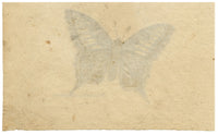 Leopold Billek, Swallowtail Butterfly Study 'Schwalbenschwanz' – c.1820 gouache painting
