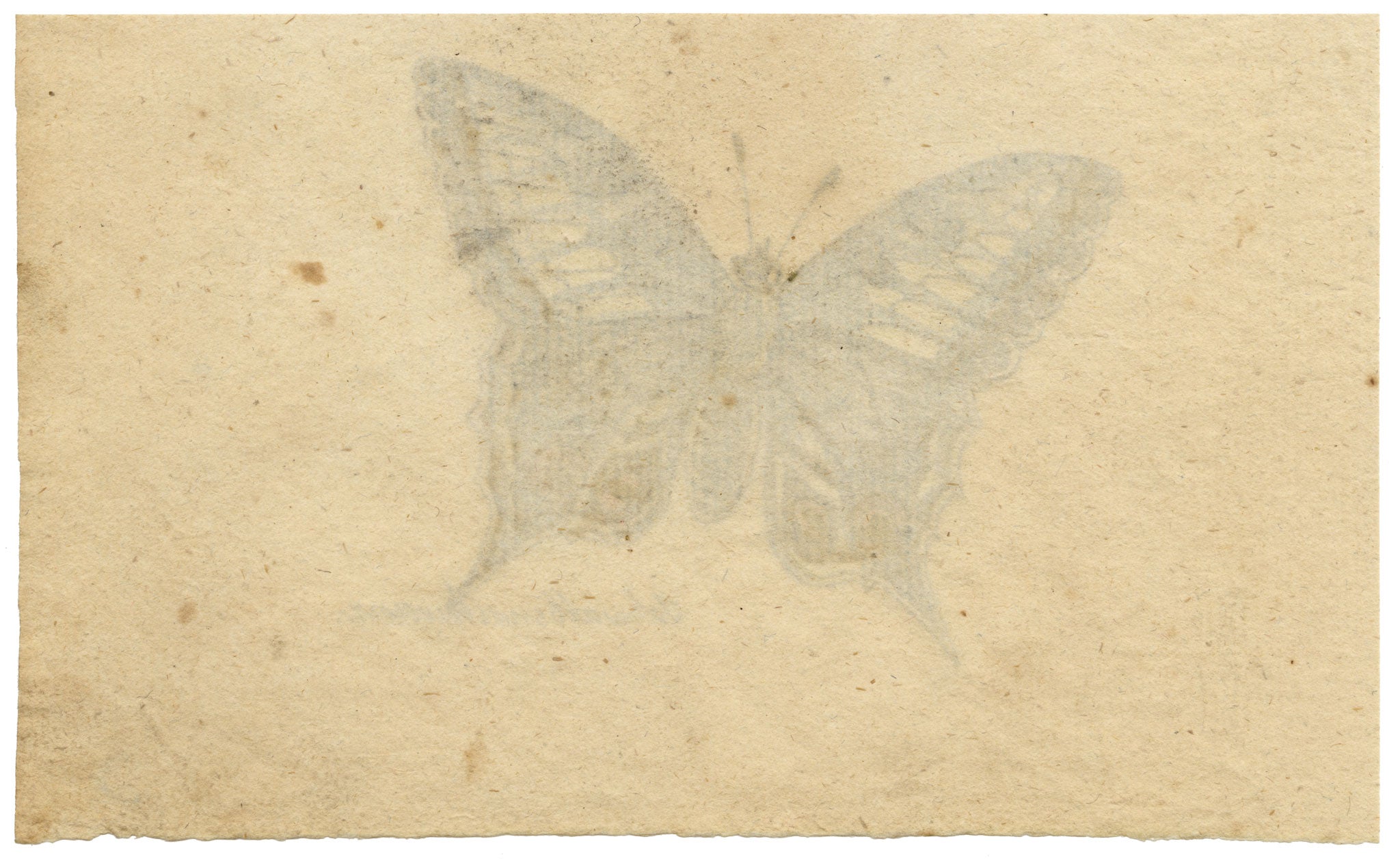Leopold Billek, Swallowtail Butterfly Study 'Schwalbenschwanz' – c.1820 gouache painting