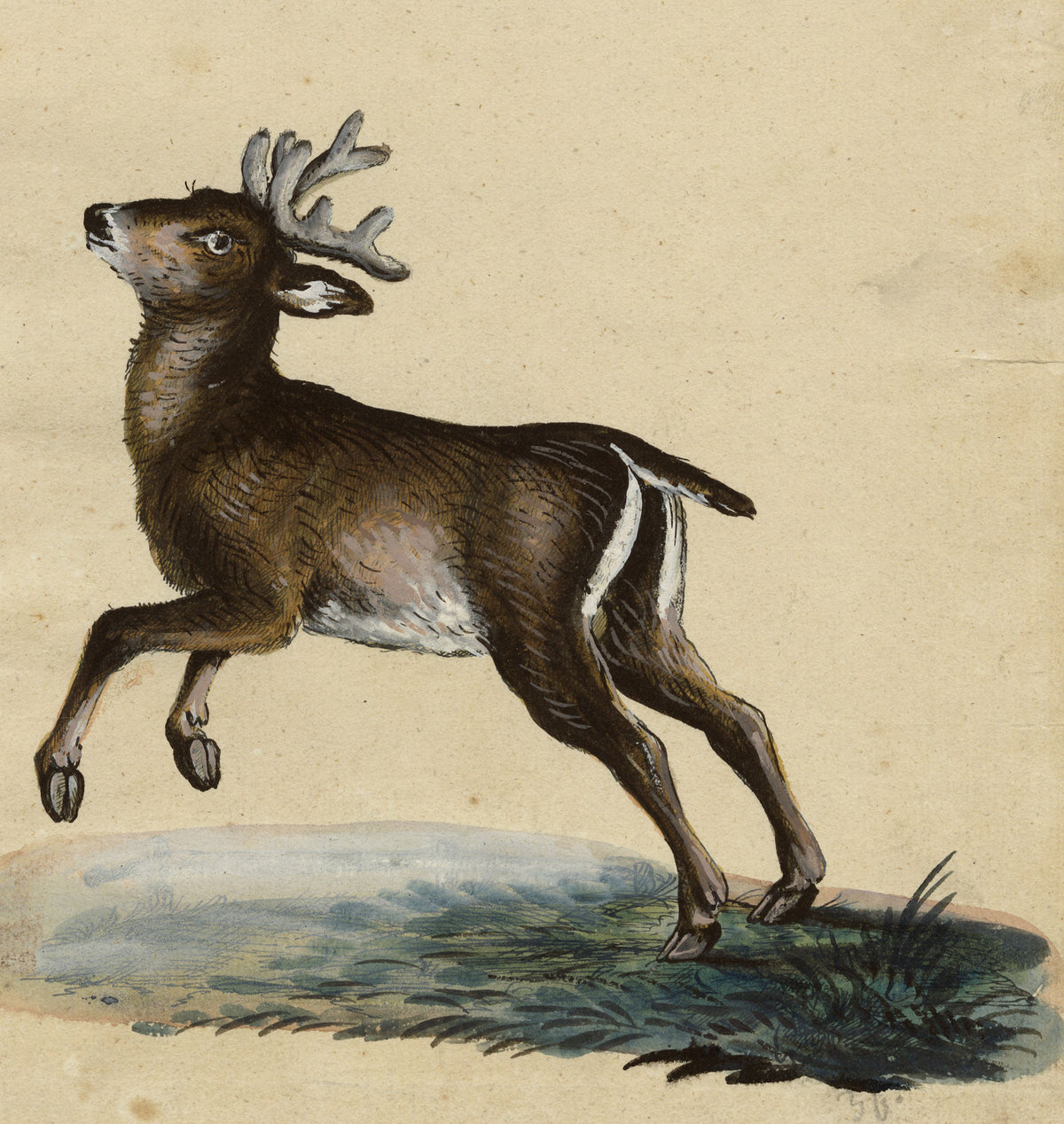 Leopold Billek, Young Red Deer Stag – c.1820 gouache painting