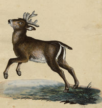 Leopold Billek, Young Red Deer Stag – c.1820 gouache painting