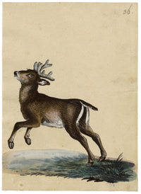 Leopold Billek, Young Red Deer Stag – c.1820 gouache painting