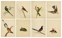 Indian Company School, Group of 8 Indian Bird Paintings in Watercolour – 1842, Mackintosh Provenance