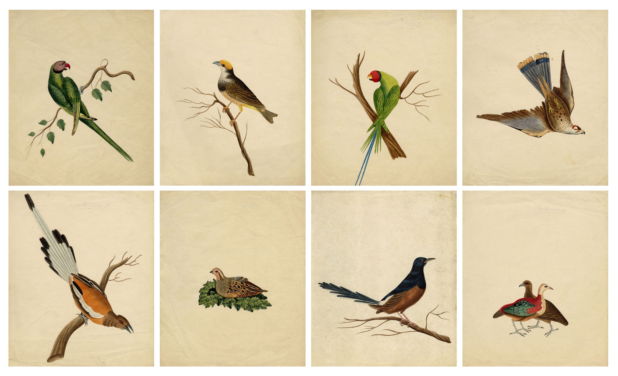 Indian Company School, Group of 8 Indian Bird Paintings in Watercolour – 1842, Mackintosh Provenance