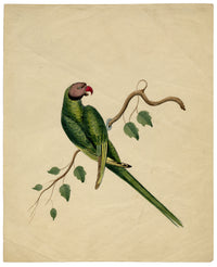 Indian Company School, Group of 8 Indian Bird Paintings in Watercolour – 1842, Mackintosh Provenance
