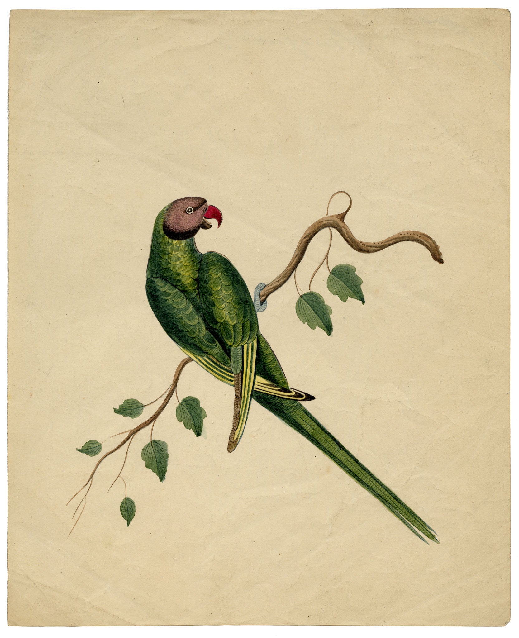 Indian Company School, Group of 8 Indian Bird Paintings in Watercolour – 1842, Mackintosh Provenance