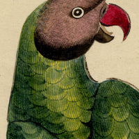 Indian Company School, Group of 8 Indian Bird Paintings in Watercolour – 1842, Mackintosh Provenance