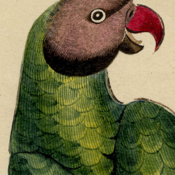 Indian Company School, Group of 8 Indian Bird Paintings in Watercolour – 1842, Mackintosh Provenance