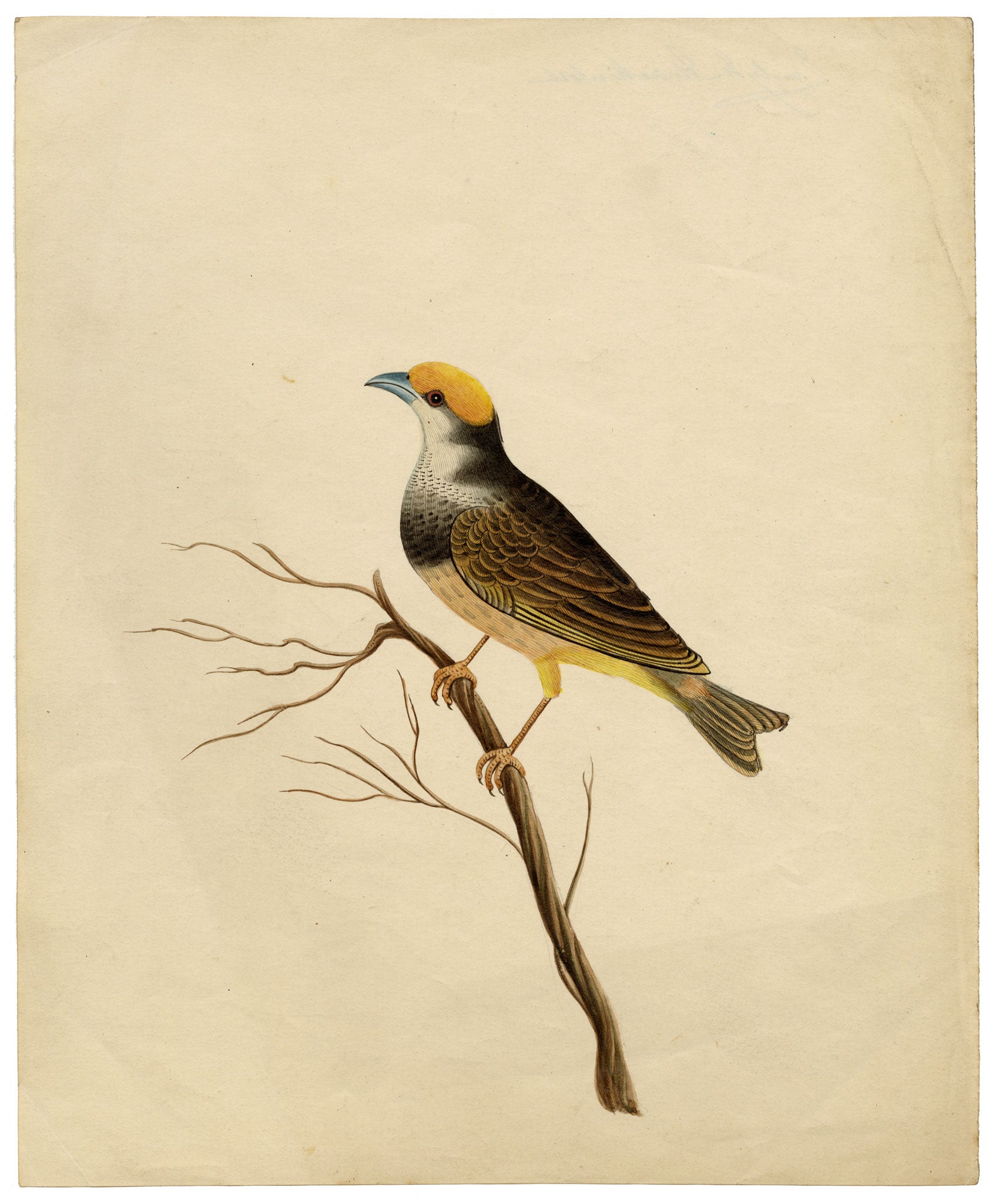 Indian Company School, Group of 8 Indian Bird Paintings in Watercolour – 1842, Mackintosh Provenance