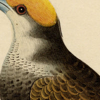 Indian Company School, Group of 8 Indian Bird Paintings in Watercolour – 1842, Mackintosh Provenance