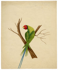 Indian Company School, Group of 8 Indian Bird Paintings in Watercolour – 1842, Mackintosh Provenance