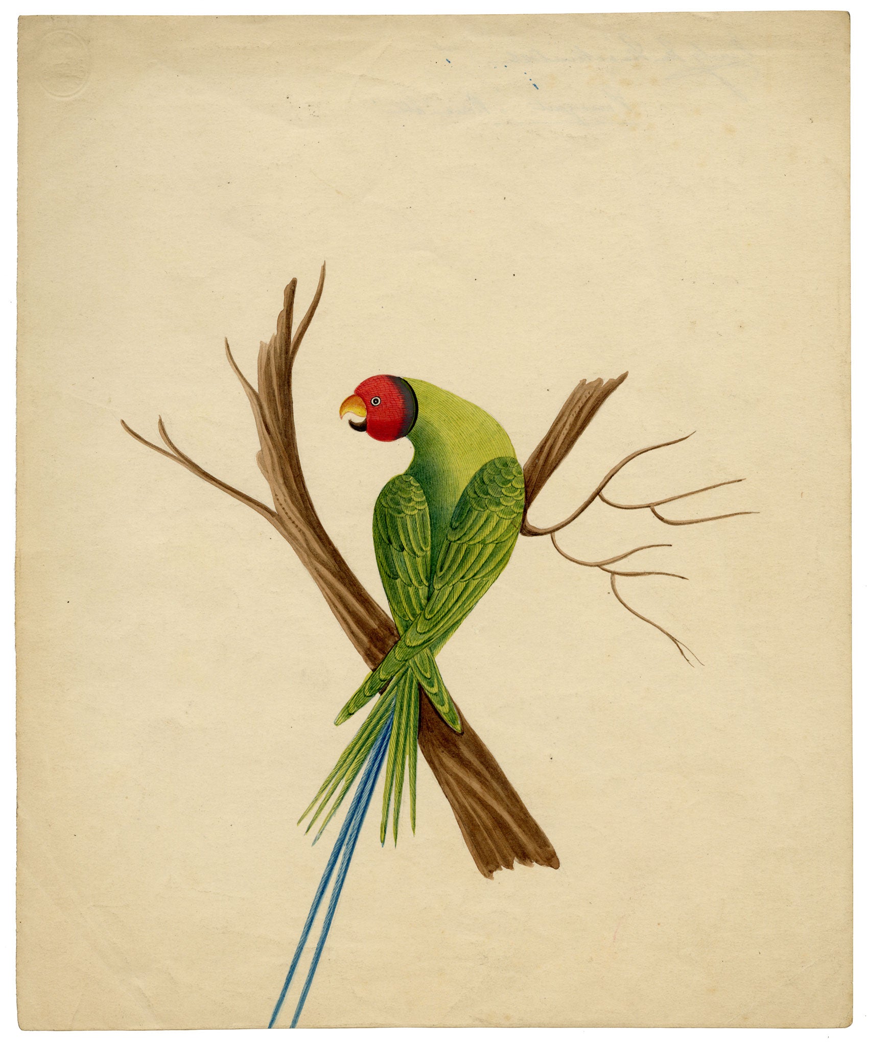 Indian Company School, Group of 8 Indian Bird Paintings in Watercolour – 1842, Mackintosh Provenance