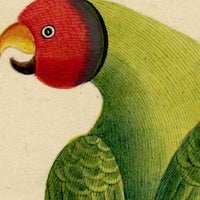 Indian Company School, Group of 8 Indian Bird Paintings in Watercolour – 1842, Mackintosh Provenance