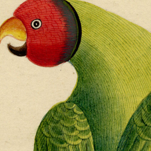 Indian Company School, Group of 8 Indian Bird Paintings in Watercolour – 1842, Mackintosh Provenance