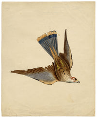 Indian Company School, Group of 8 Indian Bird Paintings in Watercolour – 1842, Mackintosh Provenance