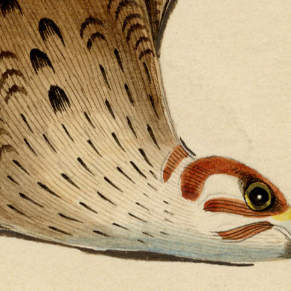 Indian Company School, Group of 8 Indian Bird Paintings in Watercolour – 1842, Mackintosh Provenance