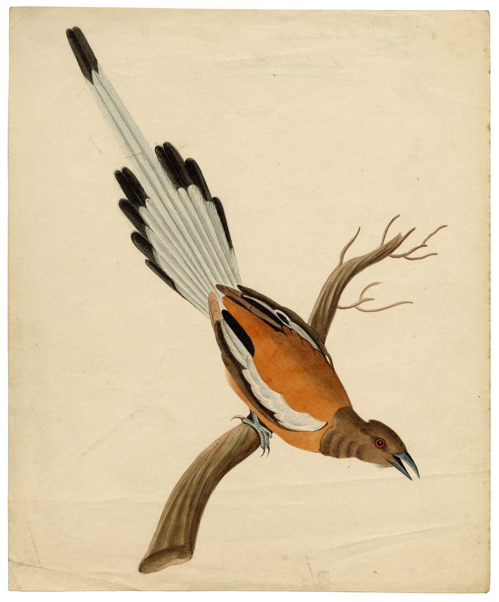 Indian Company School, Group of 8 Indian Bird Paintings in Watercolour – 1842, Mackintosh Provenance