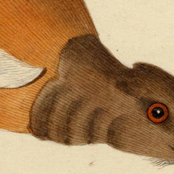 Indian Company School, Group of 8 Indian Bird Paintings in Watercolour – 1842, Mackintosh Provenance