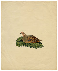 Indian Company School, Group of 8 Indian Bird Paintings in Watercolour – 1842, Mackintosh Provenance