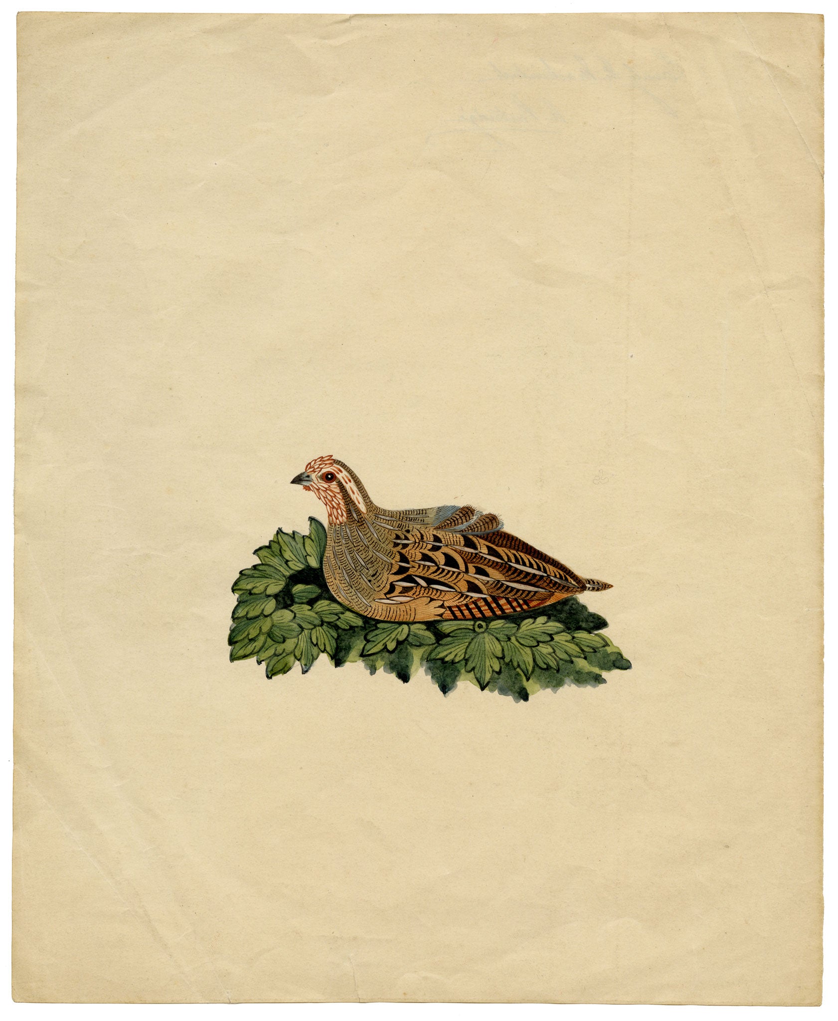 Indian Company School, Group of 8 Indian Bird Paintings in Watercolour – 1842, Mackintosh Provenance