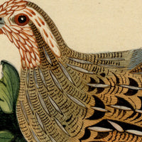 Indian Company School, Group of 8 Indian Bird Paintings in Watercolour – 1842, Mackintosh Provenance