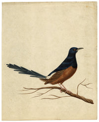 Indian Company School, Group of 8 Indian Bird Paintings in Watercolour – 1842, Mackintosh Provenance