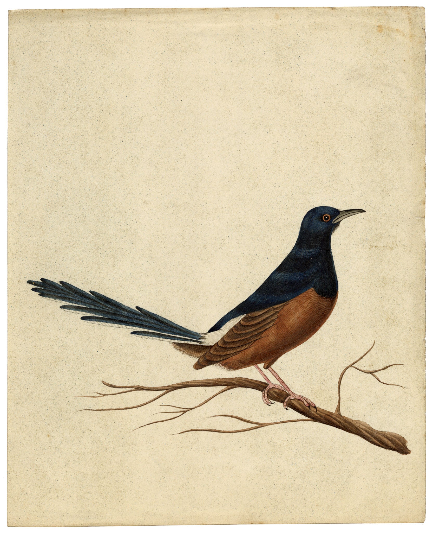 Indian Company School, Group of 8 Indian Bird Paintings in Watercolour – 1842, Mackintosh Provenance