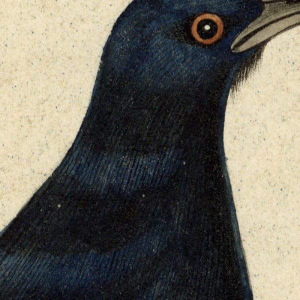 Indian Company School, Group of 8 Indian Bird Paintings in Watercolour – 1842, Mackintosh Provenance