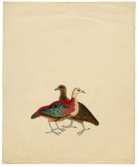 Indian Company School, Group of 8 Indian Bird Paintings in Watercolour – 1842, Mackintosh Provenance
