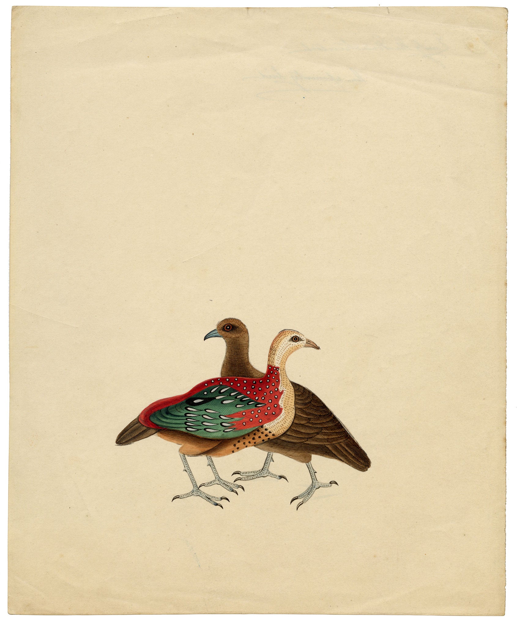 Indian Company School, Group of 8 Indian Bird Paintings in Watercolour – 1842, Mackintosh Provenance
