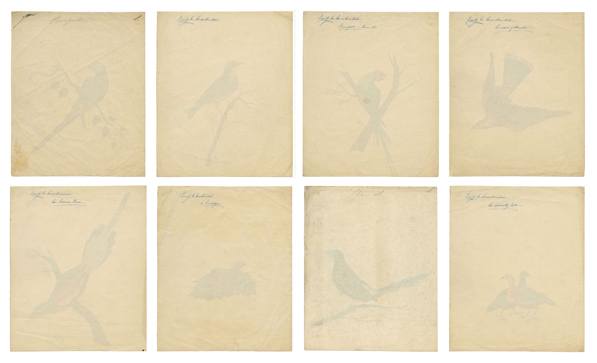 Indian Company School, Group of 8 Indian Bird Paintings in Watercolour – 1842, Mackintosh Provenance