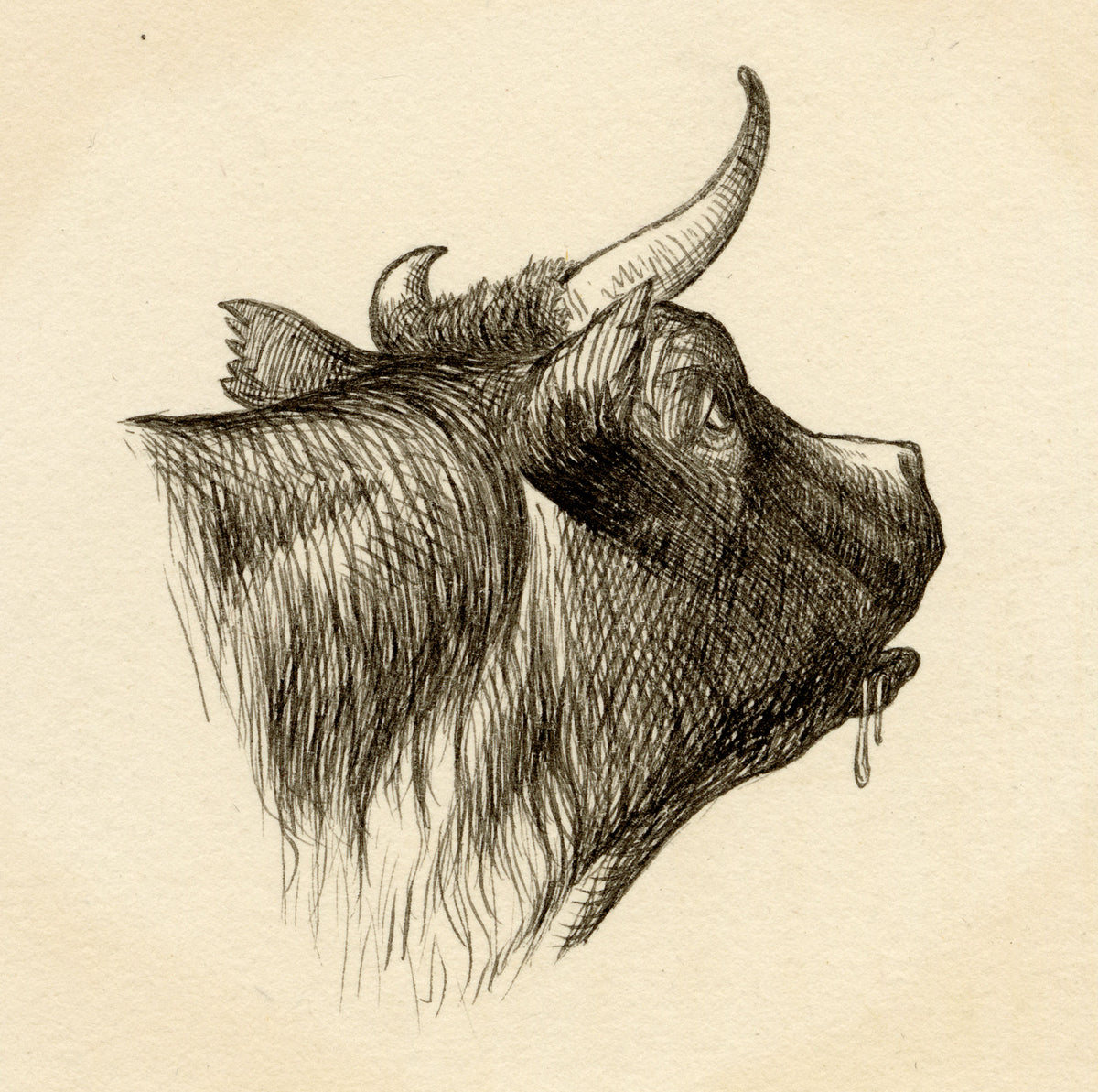 Pickford Robert Waller, Cow Head Study – c.1890s pen & ink drawing