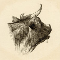 Pickford Robert Waller, Cow Head Study – c.1890s pen & ink drawing