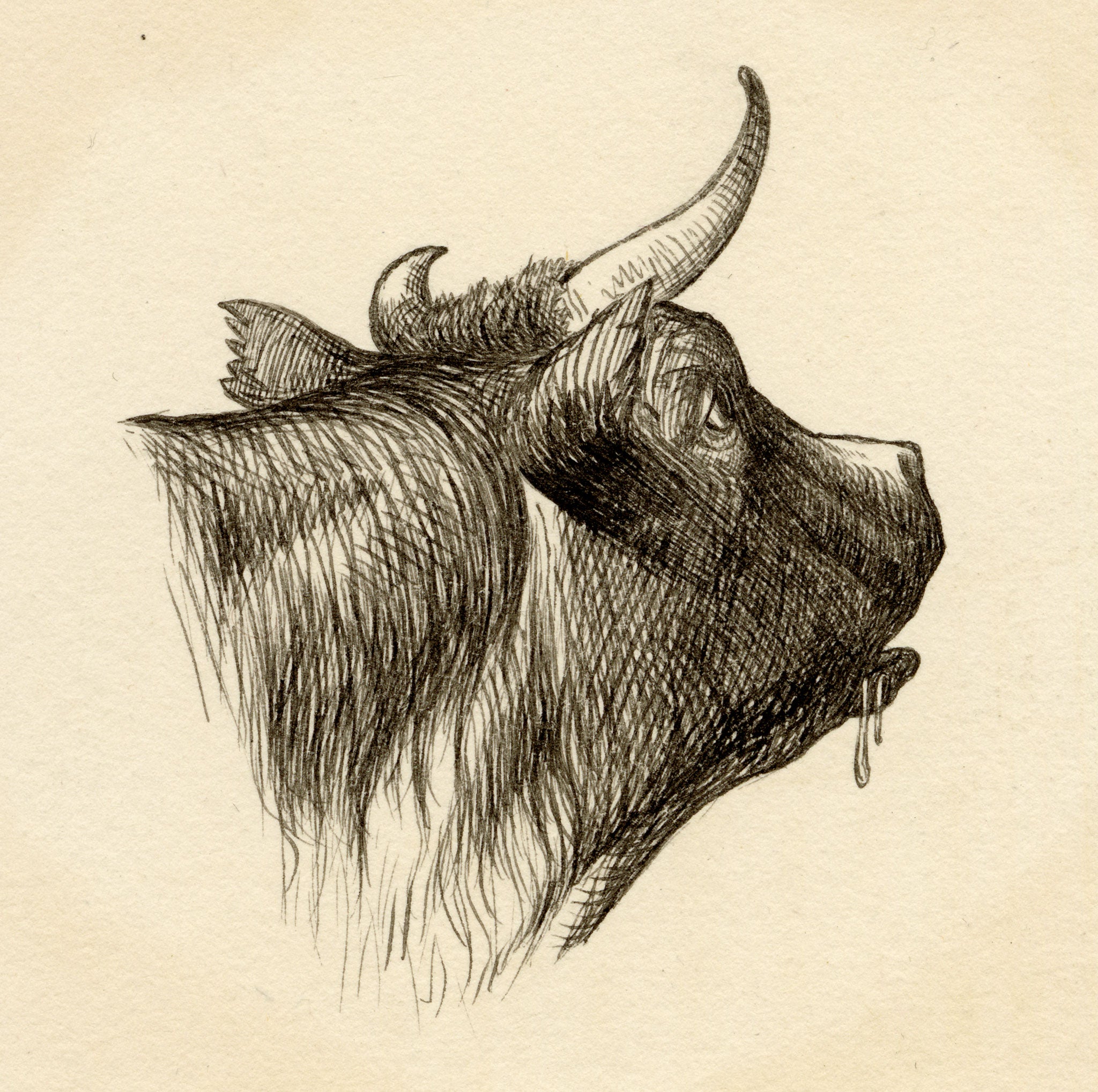 Pickford Robert Waller, Cow Head Study – c.1890s pen & ink drawing