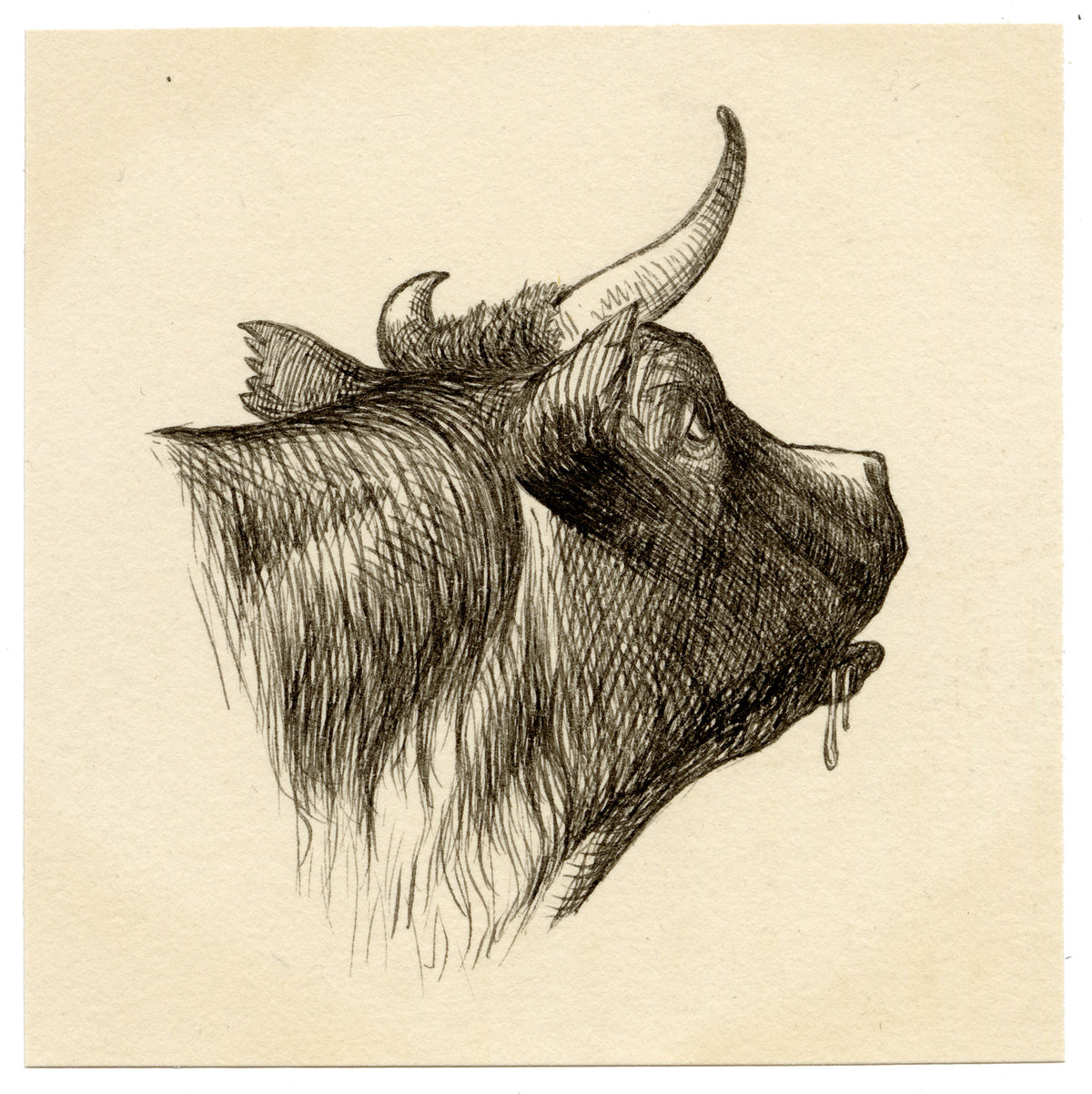 Pickford Robert Waller, Cow Head Study – c.1890s pen & ink drawing