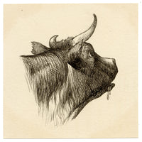 Pickford Robert Waller, Cow Head Study – c.1890s pen & ink drawing